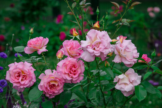 Beautiful pink roses Adesmano Andre Eve