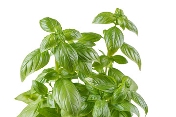 Wall Mural - Fresh green organic basil bush on white, transparent background, PNG. Indoor plant growing, healthy eating, aromatic herb, food ingredient, spice for culinary