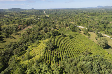 Green farmland landscape