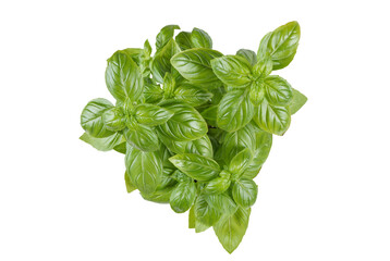 Wall Mural - Fresh green organic basil bush on white, transparent background, PNG. Indoor plant growing, healthy eating, aromatic herb, food ingredient, spice for culinary