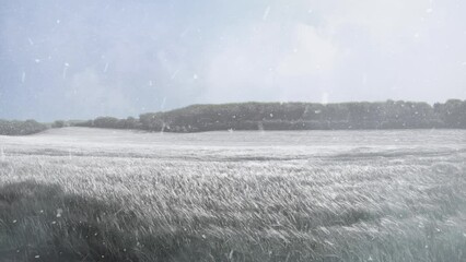 Wall Mural - grass field in winter with blowing snow 4k loop features a field of blowing long grass with blowing 