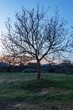 A tree without leaves in autumn sunset in teza de losa Burgos