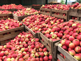 Wall Mural - apples in cardboard boxes