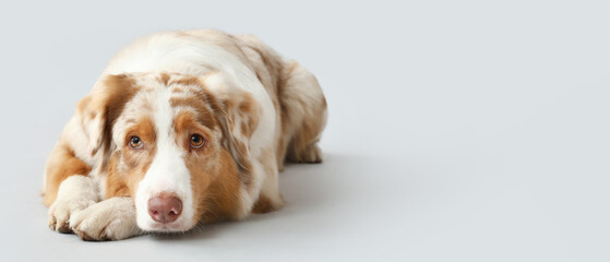 Wall Mural - Lying cute Australian shepherd dog on light background with space for text