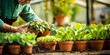 Person nurturing potted green lettuce plants in a sunlit greenhouse. web banner design