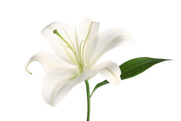 Wall Mural - Beautiful lily flower on white background