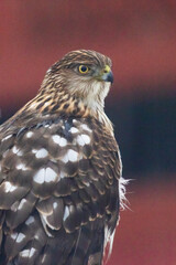 Wall Mural - Cooper's hawk (Accipiter cooperii) portrait