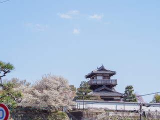 Wall Mural - お城の桜