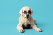 Adorable golden retriever with photo camera and sunglasses on blue background