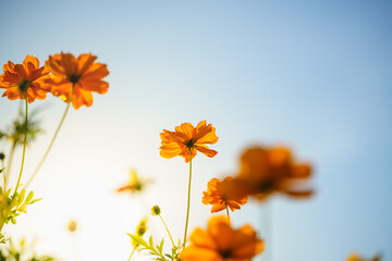 Wall Mural - Closeup of yellow Cosmos flower with blue sky under sunlight with copy space  background natural green plants landscape, ecology wallpaper cover page concept.