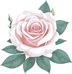 pink rose illustration