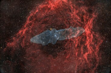 Wall Mural - flying bat and giant squid nebula 3