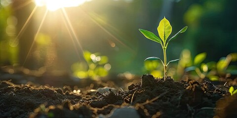 Closeup of green growth saplings and seedlings embracing warm sunlight. Nurturing nature promise. Bright beginning with symbolizing and environmental care