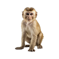 monkey isolated on transparent background