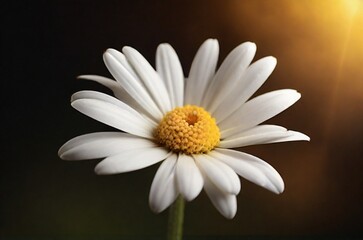 white daisy flower