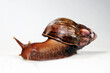 Echte Achatschnecke, Tiger-Achatschnecke // Giant African Snail (Achatina achatina)