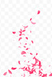 Pink Flower Japanese Vector Transparent
