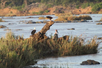 Poster - Group of birds perched atop a driftwood log in the middle of a tranquil body of water.