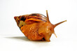 Achatschnecke // African land snail (Lissachatina albopicta / Achatina albopicta) - Kenya