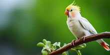 White Cockatiel With Red Cheeks Parrot On Natural Blur Green Copy Space 