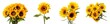 Very close-up view of sunflowers with detailed like flower stalk, pistil, pollen texture, isolated white background...