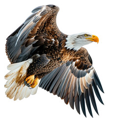 Poster - bald eagle in flight