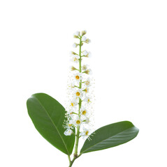 Poster -  Cherry Laurel flowers  isolated on white background.