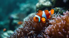 Close-up photography of a clownfish swimming in the sea.
