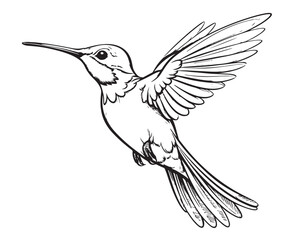 Wall Mural - Little hummingbird bird sketch hand drawn Vector Exotic birds
