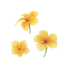 Wall Mural - Tropical flowers of plumeria, frangipani bright juicy yellow. Hand drawn watercolor botanical illustration. Set of isolated elements on a white background.