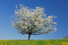 White Cherry Blossom Tree In Springtime Meadow