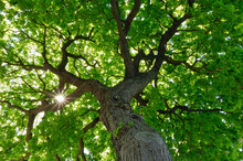 Sun Shining Through Green Canopy Of Horse Chestnut Tree (Aesculus Hippocastanum)