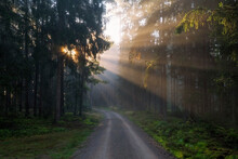 Germany, Bavaria,Forest Dirt Road At Foggy Sunrise
