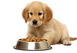 golden retriever puppy dog eats dog food from his bowl