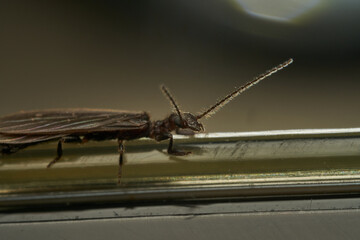 Wall Mural - a black insect perched on an object.