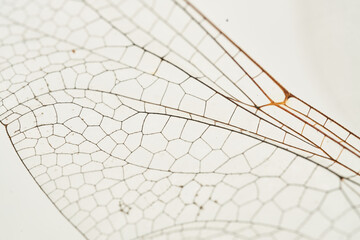 Details of a dragonfly wing on white background