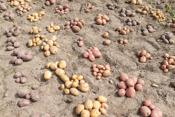 Canvas Print - Rows of harvested potato on the ground. Harvest of potato at home, different colour of digged out from the ground potato