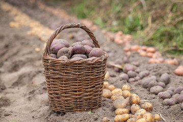 Poster - Basket full of potato in garden near three rows. Harvesting potato at private garden