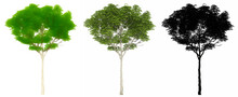 Set or collection of London Plane trees, painted, natural and as a black silhouette on white background. Concept or conceptual 3d illustration for nature, ecology and conservation, strength, beauty