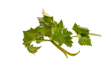 Wall Mural - parsley isolated on white background