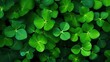 Background with green clover leaves. Shamrock plant in fresh green juicy colors