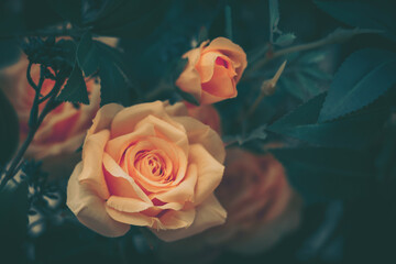 Wall Mural - beautiful artificial rose flowers background, vintage style;