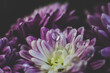 Pink chrysanthemum and dew drops