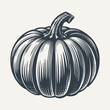 Pumpkin. Vintage engraving style vector illustration.	
