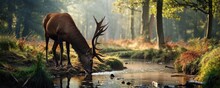 Deer With Large Antlers Drinking Fresh Water From A Stream