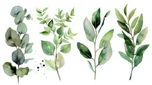 Hand Drawn Vector Watercolor Set Of Herbs, Wildflowers And Spices.