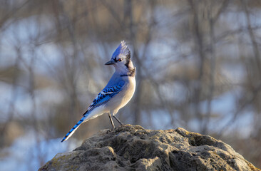 Wall Mural - Blue Jay portrait (Cyanocitta cristata) with brown eyes perched on a rock on a beautiful day in Canada