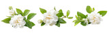 Photo white jasmine on white isolated background