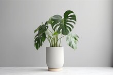 Potted Plant On Isolated White Background. AI Generated