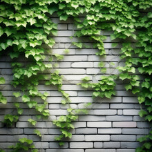 Wall With Green Leaves